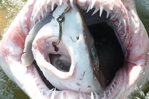 Jaws Times 2 Shark Caught Eating A Shark