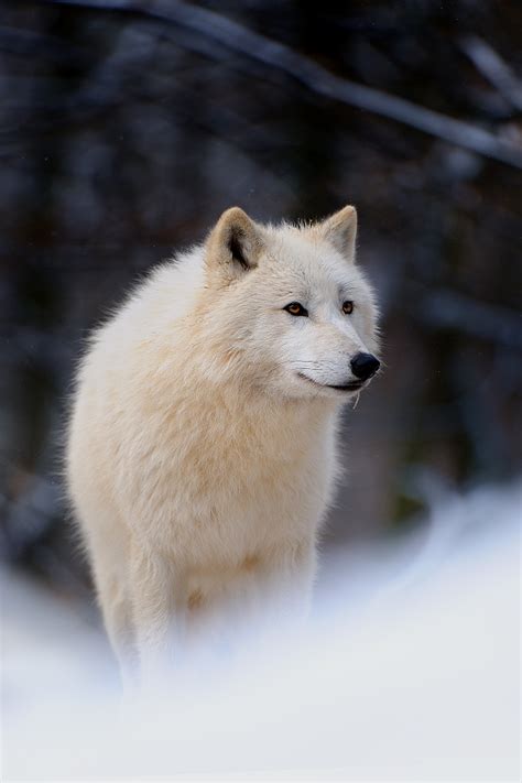 We did not find results for: Funny wolf images | Amazing Wallpapers