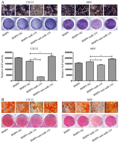 microrna 155 inhibits the osteogenic differentiation of mesenchymal stem cells induced by bmp9