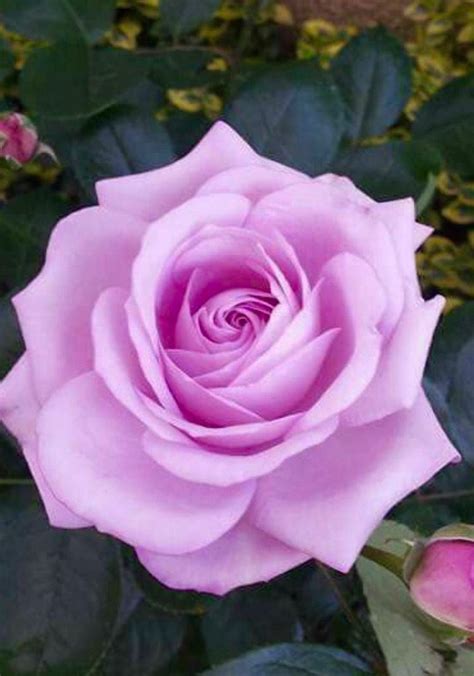 Purple Fragrancia Roses Are A Beautiful And Fragrant Addition To Any