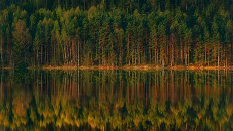 Download Wallpaper 2560x1440 Lake Forest Reflection Trees Shore Landscape Widescreen 169