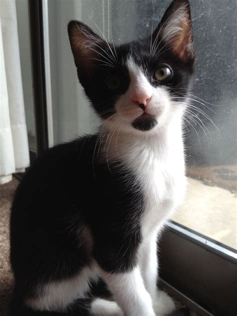 Most cats intuitively know the right way to start their kittens nursing, but occasionally a new mother will have difficulty understanding exactly what she needs to do. How Long Do Kittens Sleep At 10 Weeks