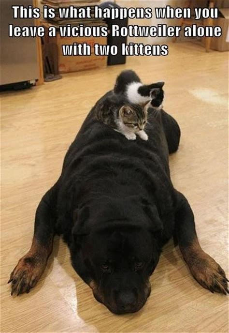 A Funny Dogs And Cats Dump A Day