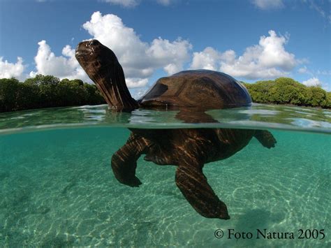 Photo Explorer Galapagos Tortoise Galapagos Sea Turtle Images
