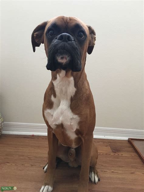 Standard, bronze, silver, gold, and platinum. Stud Dog - Boxer Stud Available - Breed Your Dog