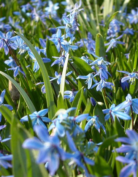 Don't be deceived into thinking it's just grass. Scilla siberica (Oosterse sterhyacint) kopen - De Warande ...