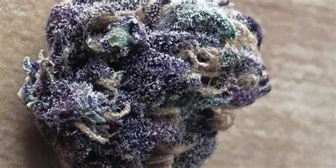 20 Popular Purple Cannabis Strains The Chill Bud