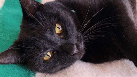 National Black Cat Day Here Are Five Facts To Know About Our Black