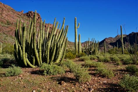 Le national monument a été ouvert en. Hiking Alamo Canyon Trail in Organ Pipe Cactus National ...