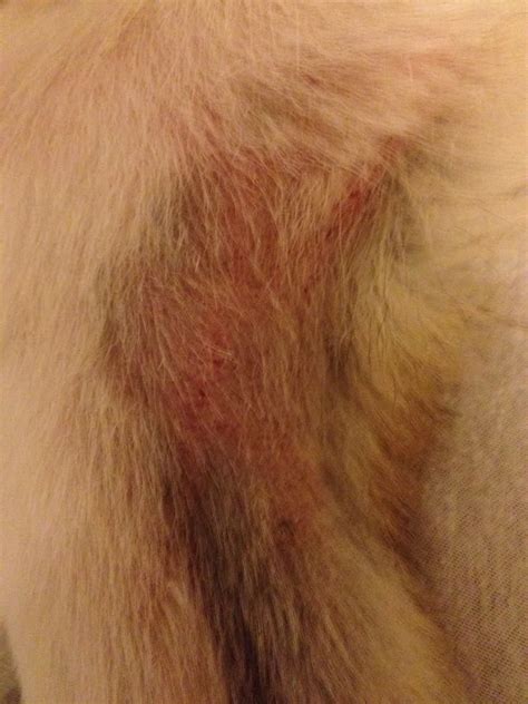 My Dog Has A Rash On His Inner Leg What Can Cause This