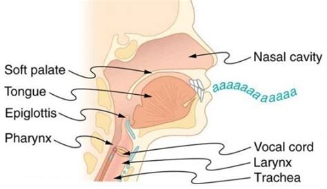 Throat Anatomy Understanding The Basics Of It With Diagrams Throat Anatomy Sleep Apnoea