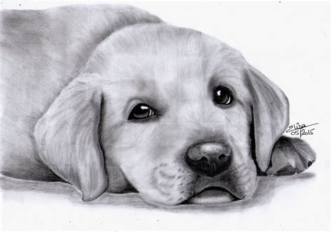Portrait Dessine D Un Adorable Chiot Labrador Dessins Par Dessine Mon