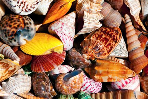 Sea Shells Stock Photo Image Of Mollusk Large Background 38647820