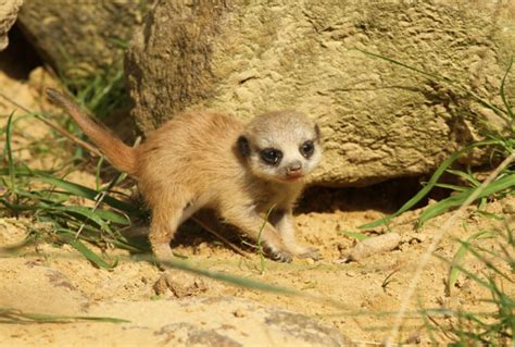 Meerkats Where To Find Them In South Africa