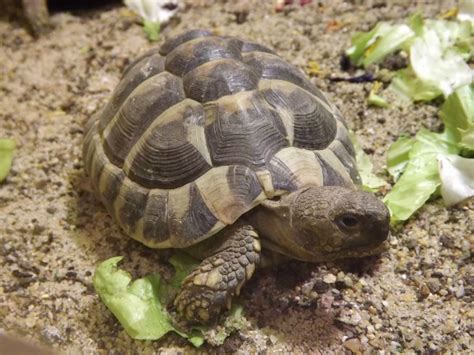 Über einer hellgelben bis beigen grundfärbung liegen schwarze. Griechische Landschildkröte (Vivarium Darmstadt) | Der ...