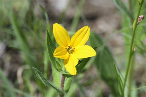 Texas Yellow Star Wildflowers Poza Gratuite Public Domain Pictures