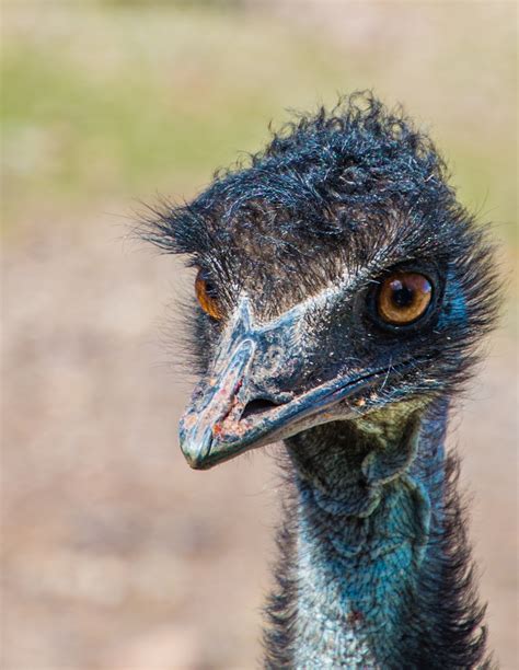 Bird Emu Beak Free Photo On Pixabay Pixabay