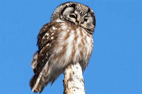 Owls In Alaska 9 Species With Pictures Bird Feeder Hub