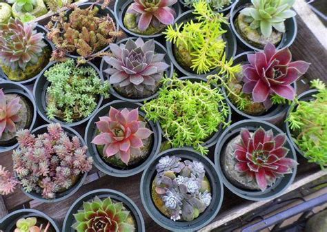 18 Extreme Winter Hardy Succulent Plants Collection By Sosucculent