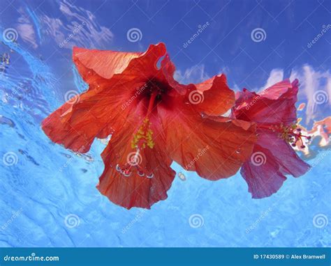 Underwater Hibiscus Flowers Stock Image Image Of Underwater Exotic