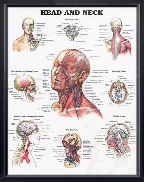 Head And Neck Anatomy Diagram Head And Neck Anatomymusclesblood