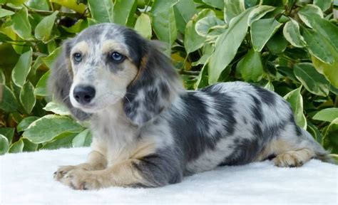 Long hair sires reevesdachs miniature dachshunds via pillows ideas dachshund pillow inspirational long haired dapple via thefreelancefeed.com. Blueberry, blue & cream Dapple long haired mini Dachshund ...