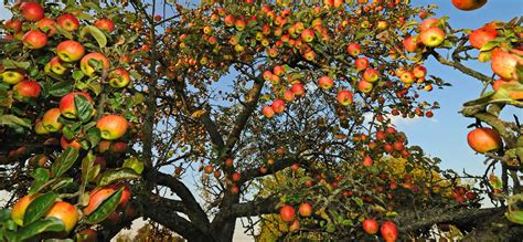 The choice of cultivar will also effect the time it takes for an apple tree to reach maturity. When Good Ideas Bear Fruit | Inc.com