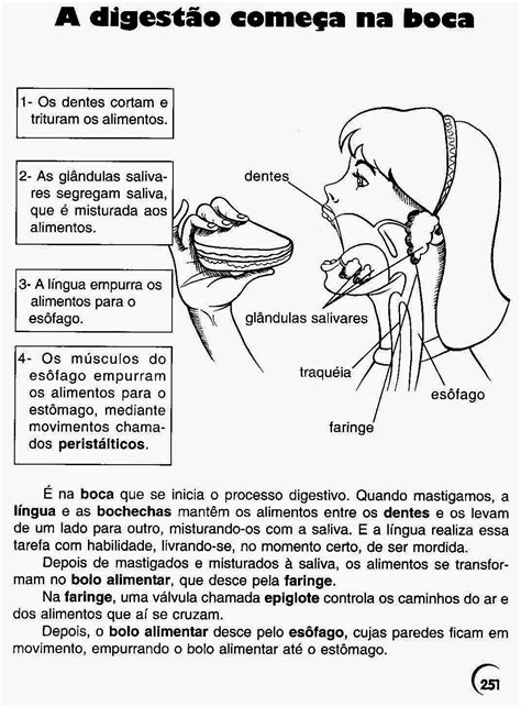 Exercícios Sobre Sistema Digestório Respiratório E Circulatório 5 Ano