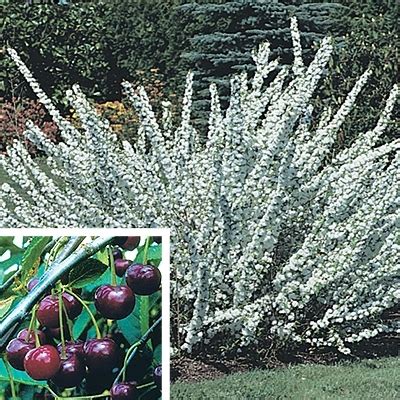 If would take the better portion of a day to name try any of these dwarf trees to brighten up small gardens, and balconies, including flowering trees like evergreen spruces, and delicious dwarf apple trees. Dwarf Flowering Cherry - Direct Gardening