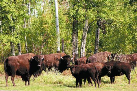 Manitoba Von Bisons Und Bibern Reise Rhein Neckar Zeitung