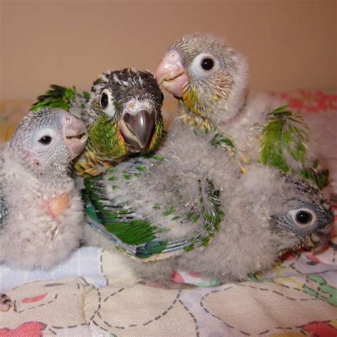A wide variety of exotic pet birds options are available to you, such as metal. exotic bird for sale in Kolkata, pet for sale in kolkata ...