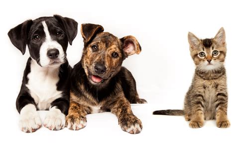 Many rescue groups are created by and run by volunteers. The Ultimate Crowdfunding Guide For Animal Rescue Groups ...