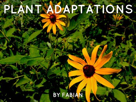 Plant Adaptations By Sje 4th Grade Cart