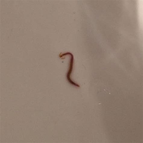 Bin schon wochenlang bei 125 t4 einschließlich 10 t3 in form von novo. Weiß jemand was das für ein Tier ist?(Bild)? (Tiere, Würmer)