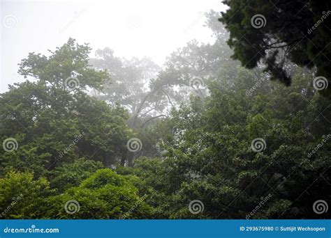 Tropical Jungles Of Foggy Forest Landscape Stock Photo Image Of