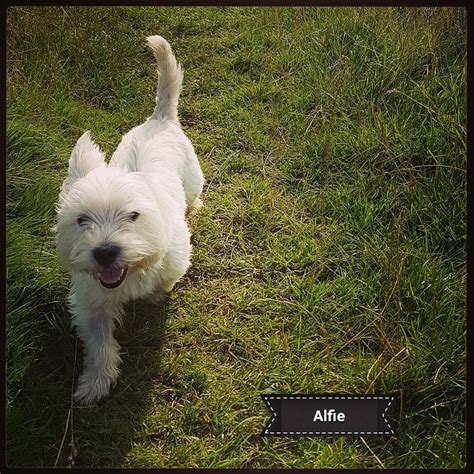 At the west acres, we pride ourselves on being a responsible westie breeder, raising happy and healthy westie puppies since 1988! Westie Rescue UK (WRUK)