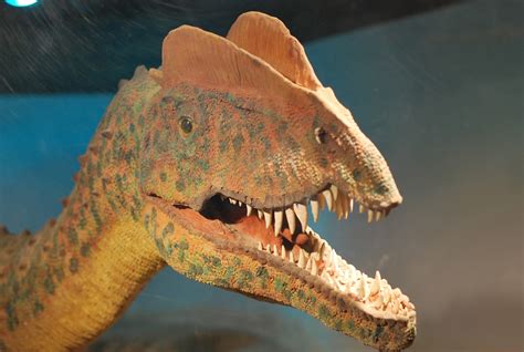 How Dilophosaurus Became A Rock Star