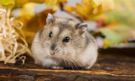 Skunks are not aggressive animals, but they will protect themselves if they feel threatened. Animals you can keep as pets | Reviewit.pk