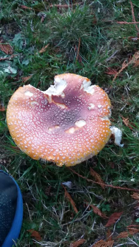 Unknown Mushroom Help Identifying Please Whatisthisthing