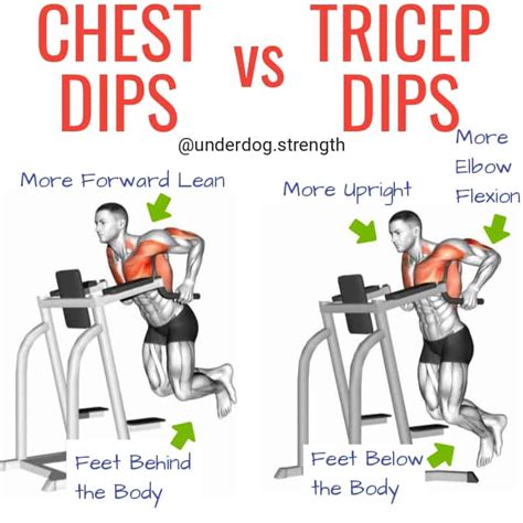Our dining & entertaining category offers a great selection of chip & dip sets and more. Dips: Triceps vs Chest