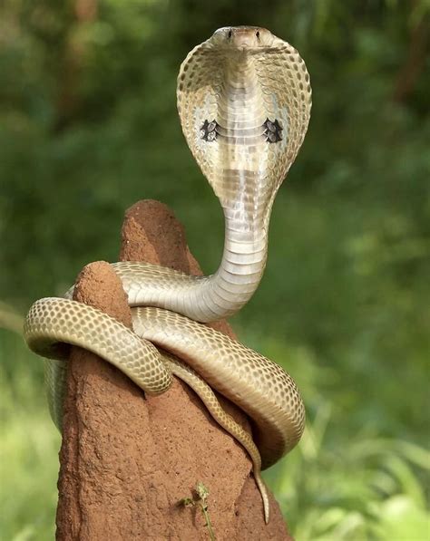 Indian Cobra Snake Photos Indian Cobra King Cobra Snake