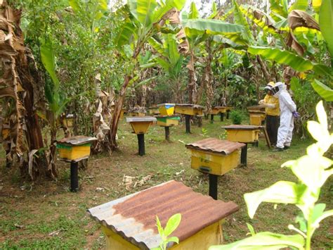 Playwright tom stoppard adapts leo tolstoy's celebrated novel, with director joe wright giving the story new visual twists and turns that make it almost seem like a theatrical production more than a movie. â€˜Embrace apicultureâ€™ - Zambia Daily Mail