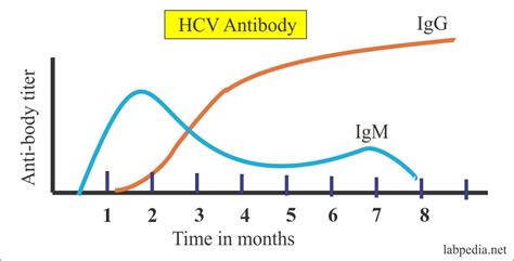 While hepatitis a can cause a severe, acute disease that typically lasts 1 to 2 months, it does. Hepatitis C Virus :- Part 1 - Hepatitis C Virus, HCV ...