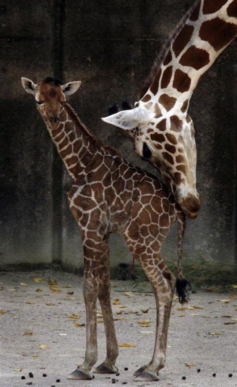 Bébé girafe - À Lire