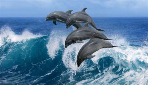 15 Examples Of Aquatic Mammals Examples Lab