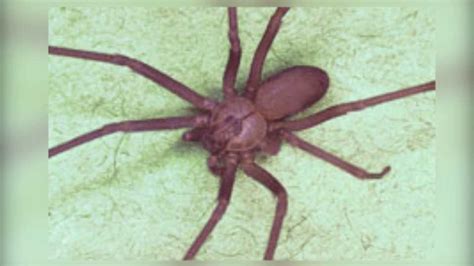 ‘be Vigilant Ohio Man Bit By Venomous Brown Recluse Spider Wowk 13 News