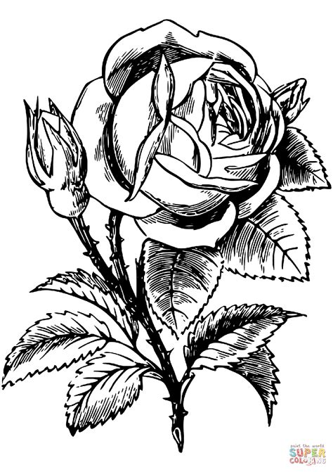 Roses are the most popular gift flowers around the world. Rose coloring page | Free Printable Coloring Pages