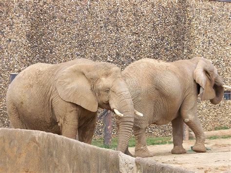 Elephant Friends At The Zoo Stock Image Image Of Tusk Looks 62771865