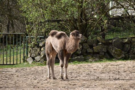 V Zoo Bratislava Sa Tento Rok Narodilo Už Tretie ťavie Mláďa Zoo