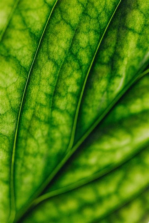 Macro Photography Of A Green Leaf · Free Stock Photo